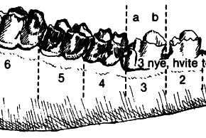 En tidlig utviklet 1 1/2 åring har trehvite nye hvite tenner foran.