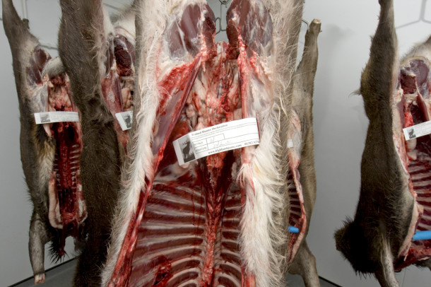 Feltkontrollert kjøtt skal være sporbart og tagges derfor med blant annet feltkontrollørens id-nummer. Bildet er av feltkontrollerte skrotter i Skottland. (Foto: Johan Trygve Solheim)