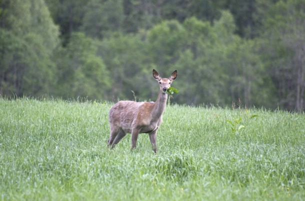 Dersom hjortevilt gjør vesentlig skade på skog eller innmark, kan grunneier søke kommunen om løyve til skadefelling. (Foto: Johan Trygve Solheim)