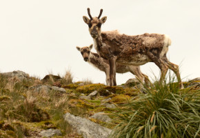 Har fjernet 3500 reinsdyr fra Sør-Georgia i vinter