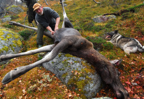 Færre felte elg i jaktåret 2012/13