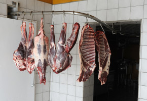Kjøtt fra oppdrettshjort gir ikke samme risiko for inntak av bly fordi den avlives på en annen måte enn viltlevende dyr. (Foto: Egill J. Danielsen)