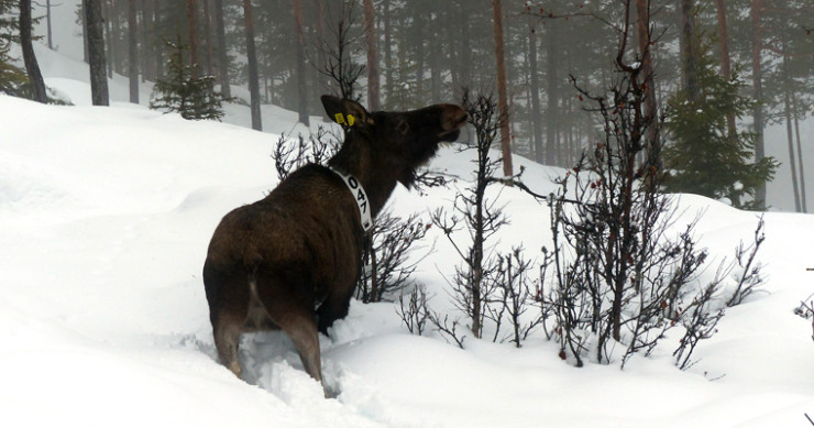 33 elger GPS-merket i Valdres og Hallingdal