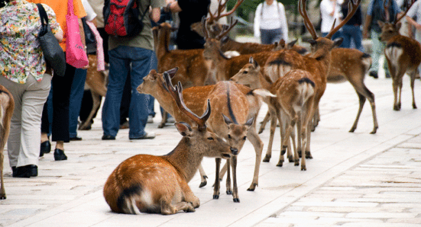 Sikahjort i urbane omgivelser. Illustrasjonsfoto: crowd of deer, cactusbeetroot/Flickr, CC BY-NC 2.0