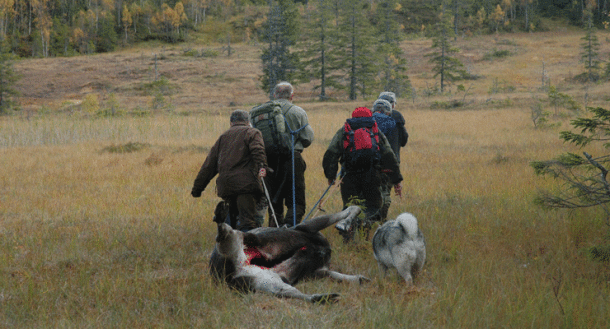 Kjøtt fra både elg, hjort, rådyr og rein er egnet til graving. Foto © Erling Johan Solberg/NINA