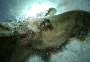Hjortelusflua har trolig skylda for hårløs elg