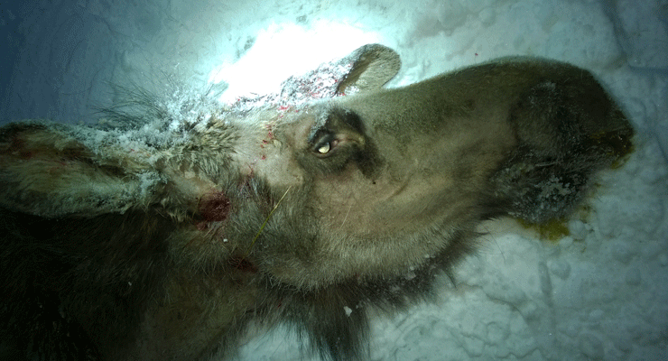 Hjortelusflua har trolig skylda for hårløs elg