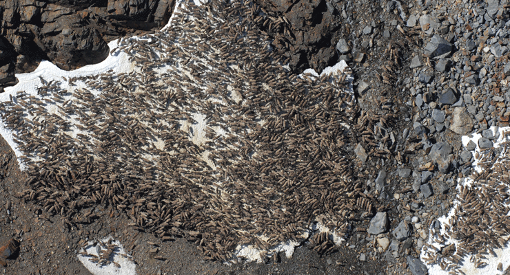 Mye parasitter på villreinkalver på Hardangervidda