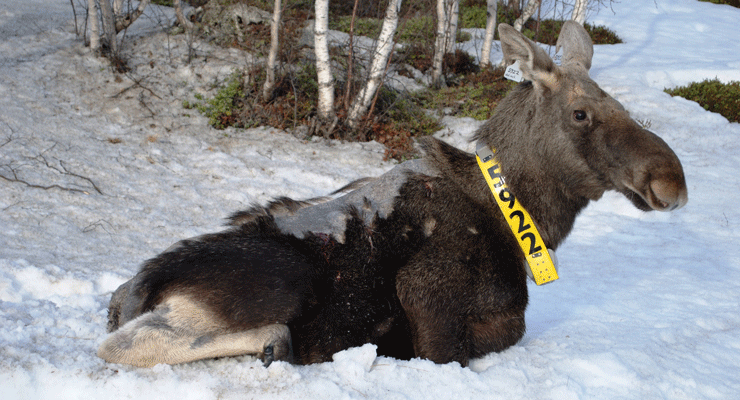Hårløs elg GPS-merket i Finnmark