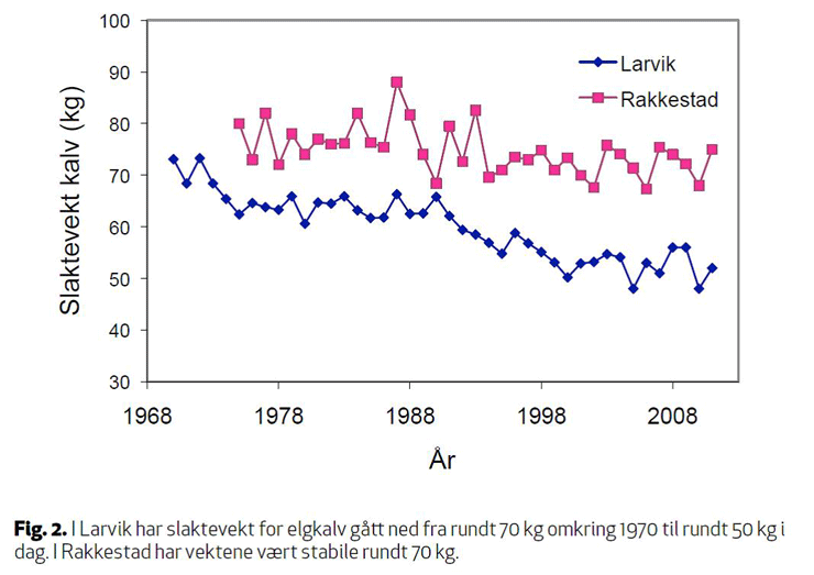 Fig. 2. I Larvik har slaktevekt for elgkalv gått ned fra rundt 70 kg omkring 1970 til rundt 50 kg i dag. I Rakkestad har vektene vært stabile rundt 70 kg.