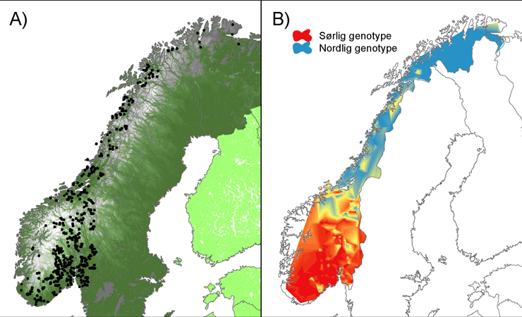 Genetisk variasjon og innavl hos norsk elg