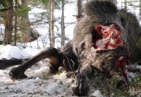 Vargar väljer älgar i sämre kondition än vad jägarna gör!