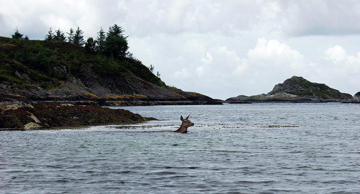 Fjorden – ikke alltid en barriere for norsk hjort