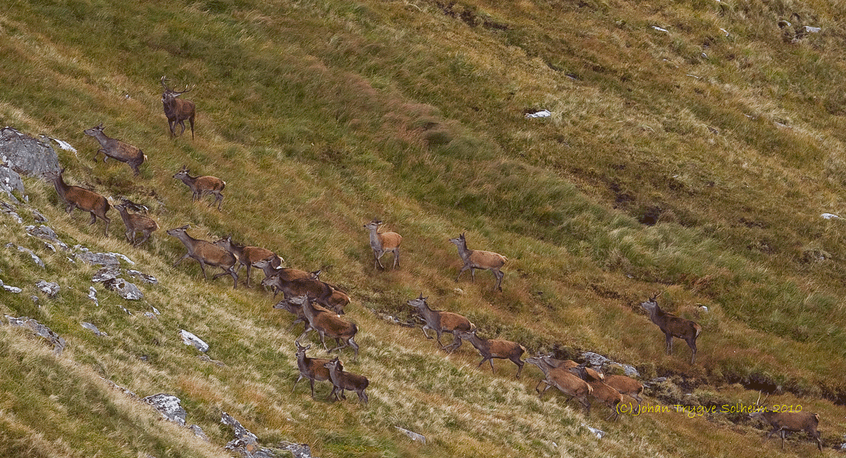 Figur 3 - Hjorten i Skottland er mindre i størrelse enn vår egen, og i det åpne landskapet opptrer den gjerne i flokker. Flokker fra om lag 30 til 100 dyr er ikke uvanlig - foto (c) Johan Trygve Solheim