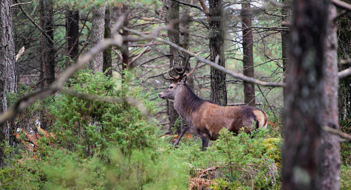  Figur 5 - hjort foretrekker skog fremfor åpent landskap, og hjortene som lever i skogsområder blir i gjennomsnitt større enn hjortene i det åpne landskapet - foto (c) Johan Trygve Solheim.