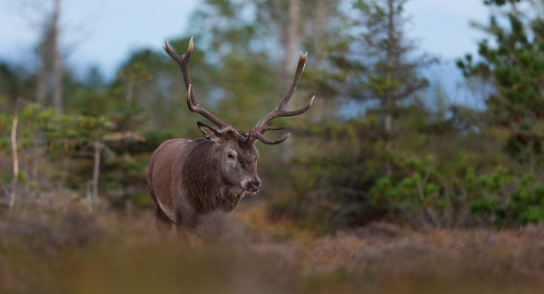 Vil halvere bestanden av hjortevilt i Nordfjella