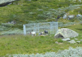 Mattilsynet trapper opp tilsyn med grinder i Nordfjella