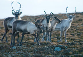 Unike prionstammer er bekreftet hos hjortedyr i Norge