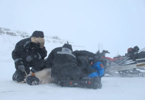 Svalbardreinen senker kroppstemperaturen for å spare på fettet