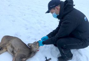 Undersøker hjortedyr i Norge for covid-19