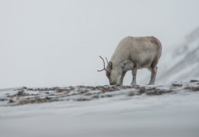 Ikke ekstraordinært uttak av villrein på Hardangervidda i vinter