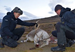 Side om side i Arktis: Forskere samarbeider om reinprøver på Svalbard