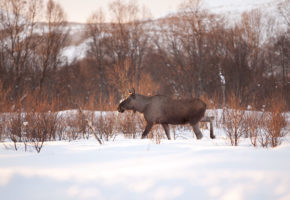 Veterinærinstituttet har påvist ekinokokker på en elg i Innlandet