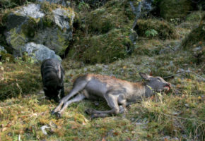 Kvotefri jakt på hjortekalv videreføres