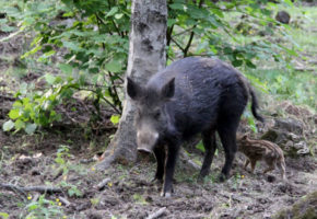 Afrikansk svinepest påvist hos villsvin i Sverige