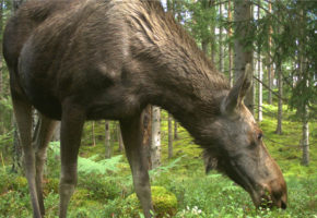 Skogskjøtsel påvirker fôrtilgangen for hjortevilt