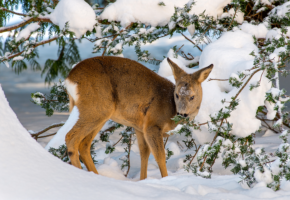 Vintergrønn barlind – en farlig fristelse for våre ville dyr